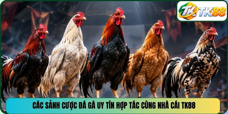 Các sảnh cược đá gà uy tín hợp tác cùng nhà cái TK88