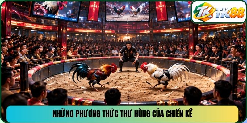 Những phương thức thư hùng của chiến kê 