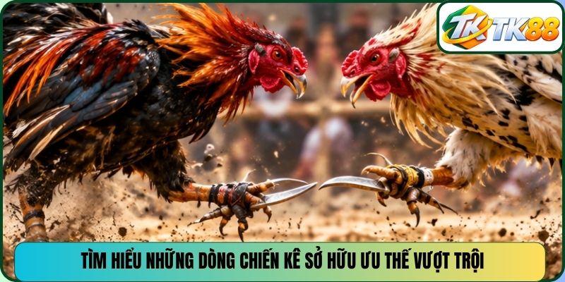 Tìm hiểu những dòng chiến kê sở hữu ưu thế vượt trội