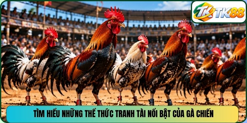 Tìm hiểu những thể thức tranh tài nổi bật của gà chiến